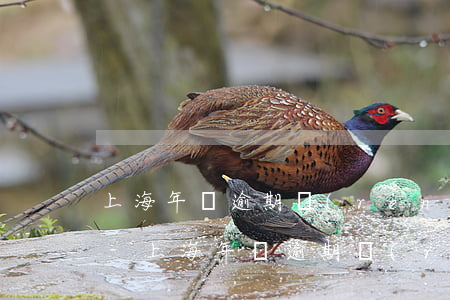 上海年審逾期認(rèn)罰需要本人去嗎-上海年審逾期認(rèn)罰需要本人去嗎現(xiàn)在
