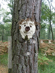 上海张玉霞律师事务所在哪里(上海律师张玉霞个人信息)