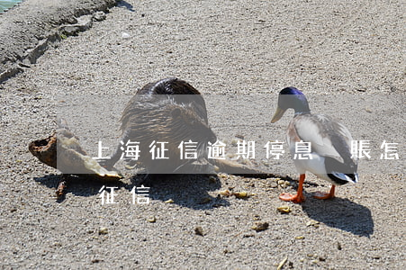 上海征信逾期停息掛賬怎么申請(停息掛賬上征信)
