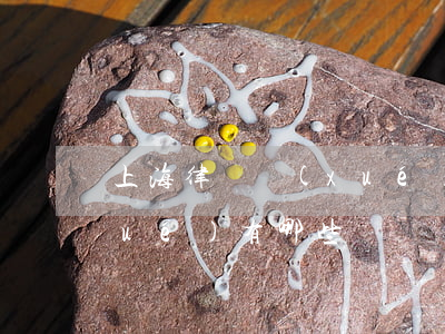上海律師學(xué)校(上海律師大學(xué)有哪些)