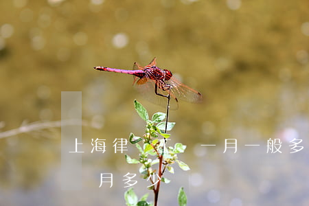 上海律師工資一月一般多少(上海律師助理一個月多少錢)