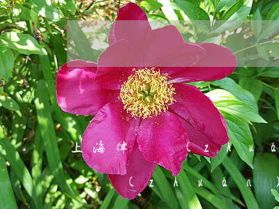 上海律師轉(zhuǎn)所多久(外地律師證轉(zhuǎn)到上海需要多久)