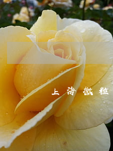 上海微粒貸逾期兩天(上海微粒貸逾期兩天)