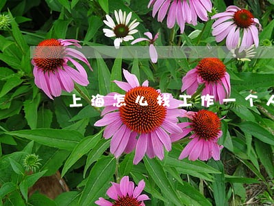 上海怎么找工作(一个人去上海怎么找工作)