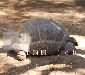 上海房產(chǎn)證上加名字(上海房產(chǎn)證上加名字要收什么費(fèi)用)