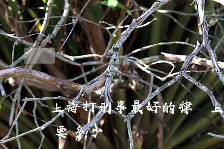 上海打刑事最好的律師(上海請個刑事律師需要多少錢)