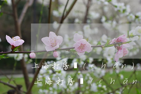 上海打房產(chǎn)官司最厲害的律師(上海打房產(chǎn)官司最厲害的律師)