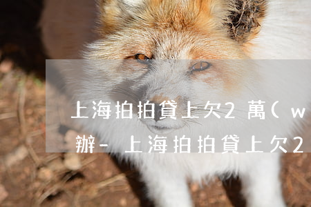 上海拍拍貸上欠2萬(wàn)沒錢還怎么辦-上海拍拍貸上欠2萬(wàn)沒錢還怎么辦呢