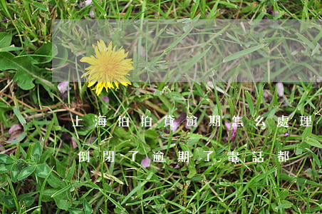 上海拍拍貸逾期怎么處理(上海拍拍貸是不是倒閉了逾期了電話都沒有)