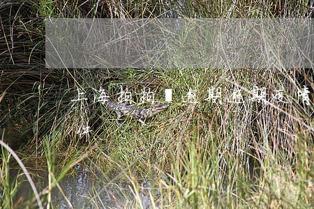 上海拍拍貸逾期逾期疫情(上海拍拍貸最新事件)