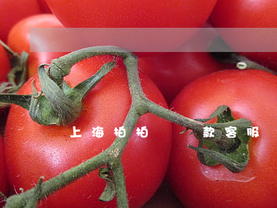 上海拍拍貸還款客服電話是多少-