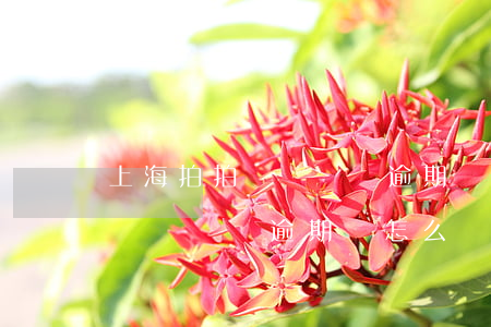 上海拍拍貸長時間逾期會怎么樣-上海拍拍貸長時間逾期會怎么樣啊