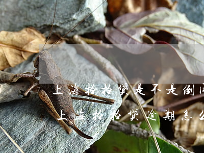 上海拍拍贷是不是倒闭了逾期了电话都没有（上海拍拍贷逾期怎么样）