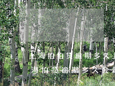 上海拍拍贷逾期多久上征信?后果有多严重（上海拍贷逾期多久会起诉）