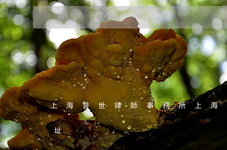 上海普世律師事務所(上海普世律師事務所地址)