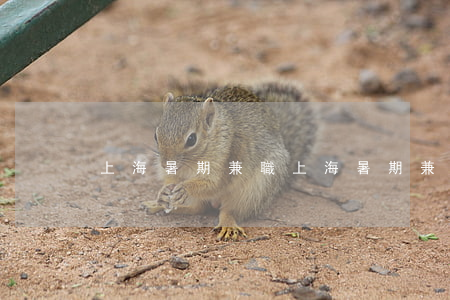 上海暑期兼職(上海暑期兼職怎么找)