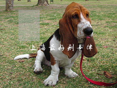 上海最好刑事律師