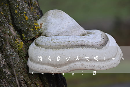 上海有多少人欠網(wǎng)貸(上海的網(wǎng)貸)