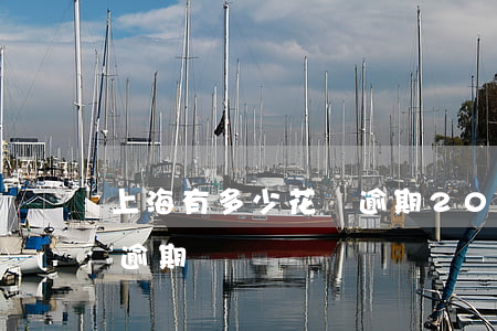 上海有多少花唄逾期(2021年支付寶花唄逾期)