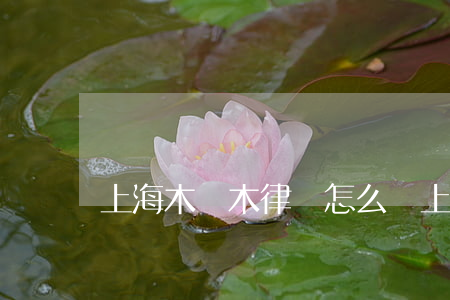 上海木誠木律師怎么樣(上海木誠木律師怎么樣)