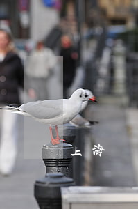 上海 楊潔律師(上海許純潔律師)