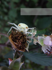 上海機動車交通違章查詢方式有哪些（機動車駕駛證申領(lǐng)和使用規(guī)定對于交通違章扣分的規(guī)定）