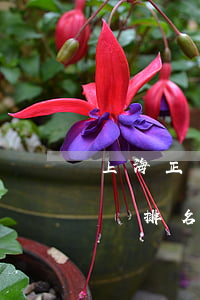 上海正規(guī)的個(gè)人逾期律師排名(上海律師排名第一)