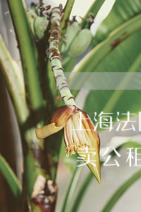 上海法院可以拍卖公租房吗(上海法院可以拍卖公租房吗)
