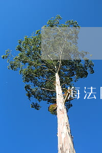 上海法院可以視頻開庭嗎(上海法庭庭審視頻)
