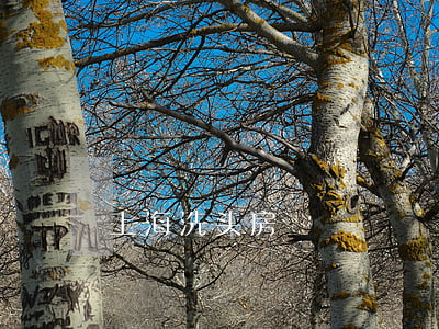 上海洗头房