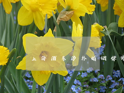 上海浦东涉外婚姻律师费用多少
