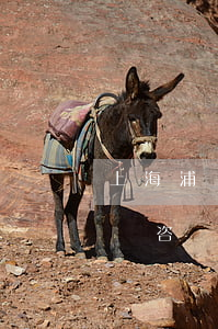 上海浦東新區(qū)逾期交房律師(浦東律師咨詢)