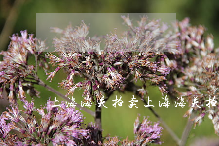 上海海关拍卖(上海海关拍卖网)