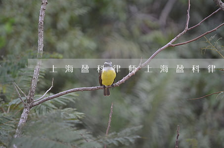 上海盈科律师(上海盈科律师所好不好)