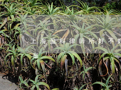 上海盈科律師所好不好(上海盈科律師最新名單)