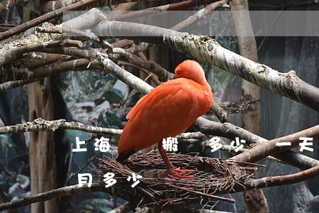 上海碼頭搬運多少錢一天(在上海搬運工一個月多少錢)