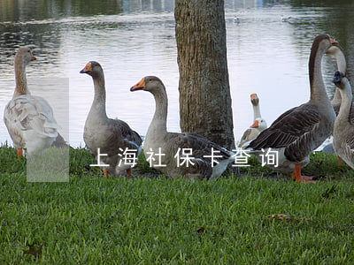 上海社保卡查询