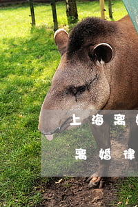 上海离婚律师事务所排名前十名(上海知名的离婚律师事务所)
