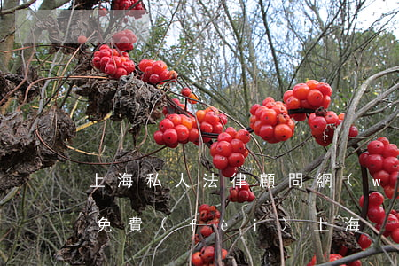 上海私人法律顧問網(wǎng)(律師咨詢免費(fèi)上海)
