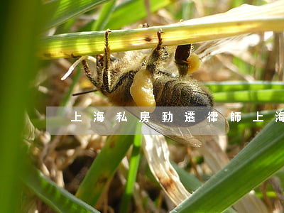 上海私房動遷律師(上海動遷官司律師收費)