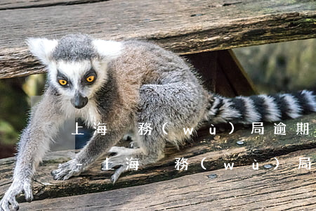 上海稅務(wù)局逾期申報首次免罰款嗎-上海稅務(wù)局逾期申報首次免罰款嗎多少錢