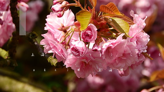 上海網(wǎng)絡(luò)侵權(quán)律師(上海律師詐騙)