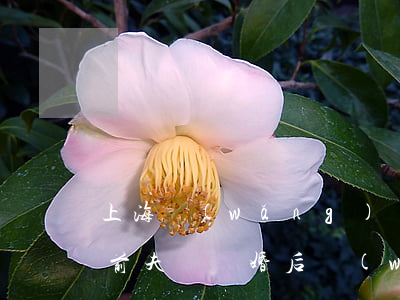 上海網(wǎng)貸逾期老婆離婚債務由前夫還(離婚后網(wǎng)貸逾期會牽連前妻嗎)