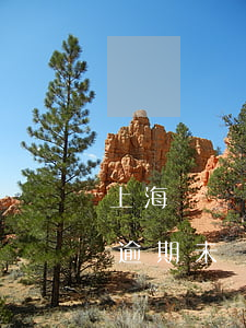 上海罰單逾期未繳款找不到記錄-上海罰單逾期未繳款找不到記錄怎么辦