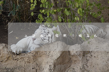上海老公逾期離婚怎么辦(上海怎么起訴離婚)