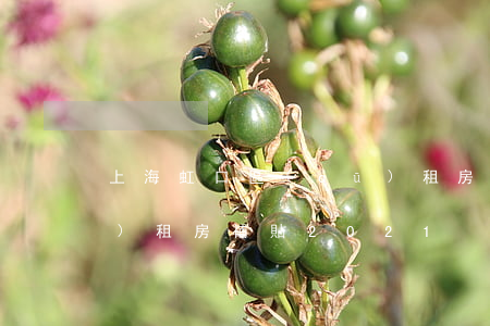 上海虹口區(qū)租房(上海虹口區(qū)租房補貼2021)