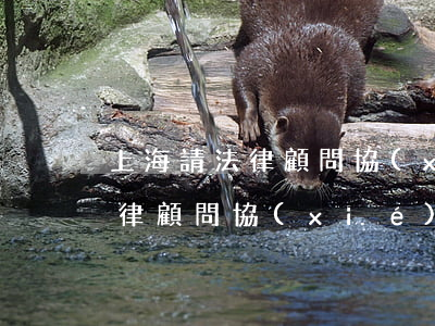 上海請法律顧問協(xié)商逾期(上海法律顧問協(xié)會)