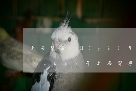 上海警察一個(gè)月多少錢(qián)(2019年上海警察工資)
