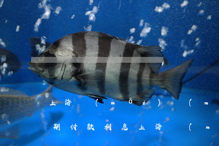 上海買(mǎi)賣(mài)合同糾紛逾期付款利息(上海買(mǎi)賣(mài)合同糾紛逾期付款利息)