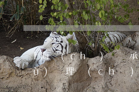 上海車(chē)輛繼承需要什么手續(xù)(辦理車(chē)輛繼承需要到哪里)